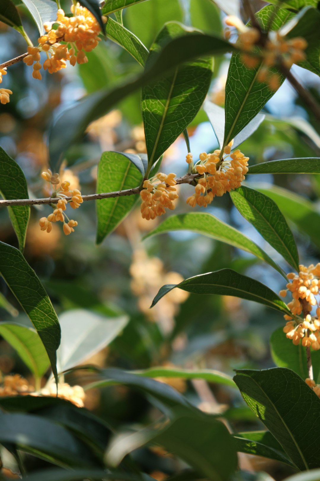 jasa tambah followers