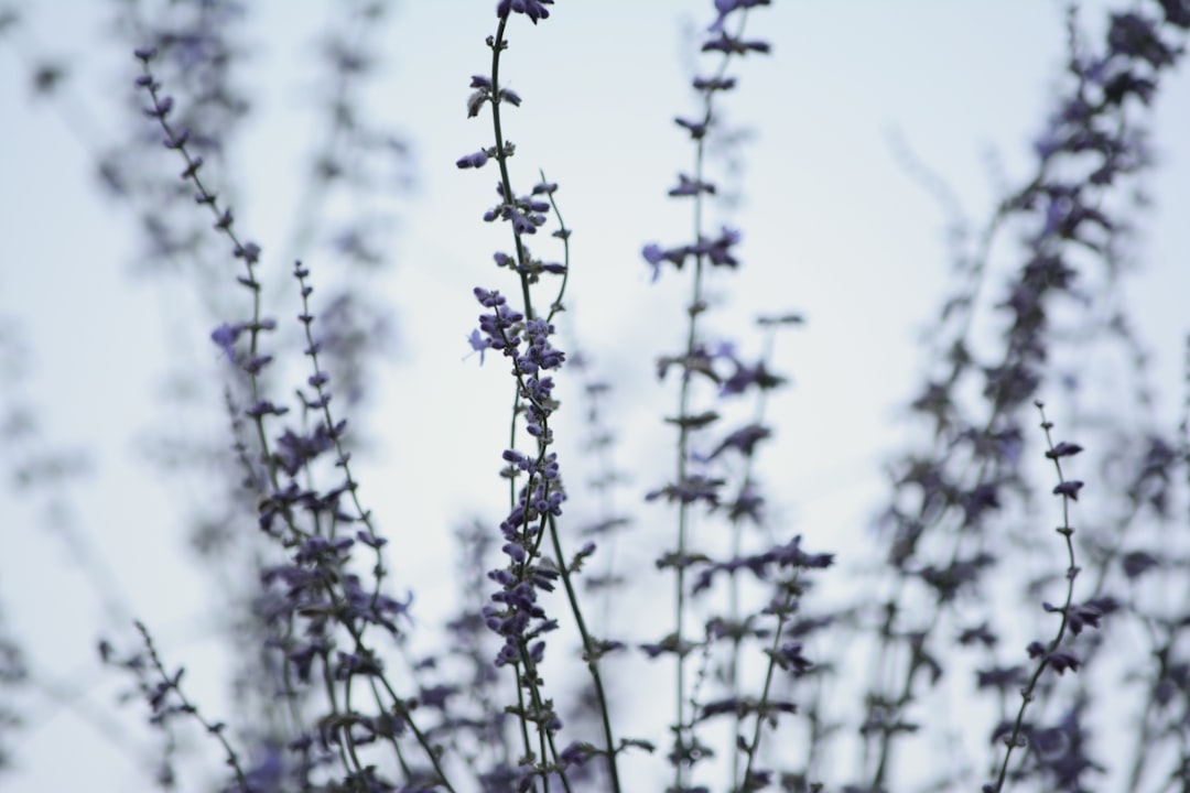 Panel Sosial Media Termurah